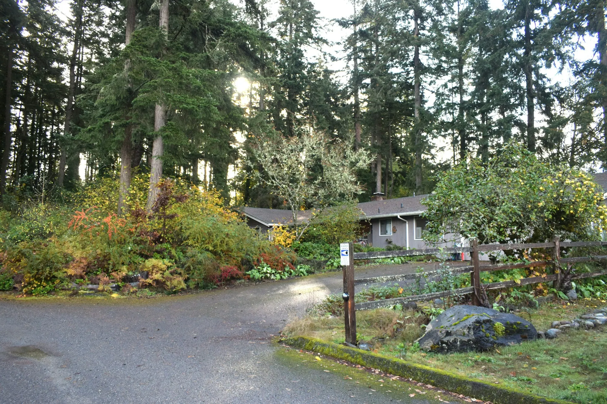 House among tall evergreen trees beside a winding gravel drive